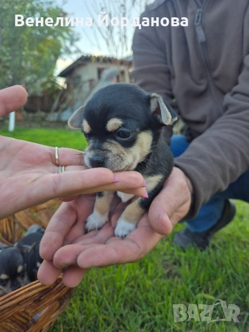 Мини чихуахуа две момченца, снимка 9 - Чихуахуа - 52267825