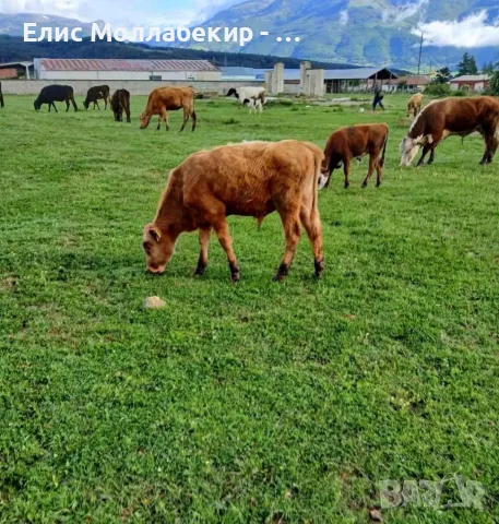 Продавам телета за угояване