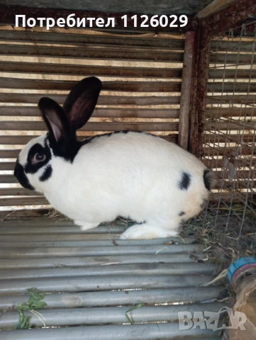 Заек пеперуда , снимка 2 - Други - 54235766