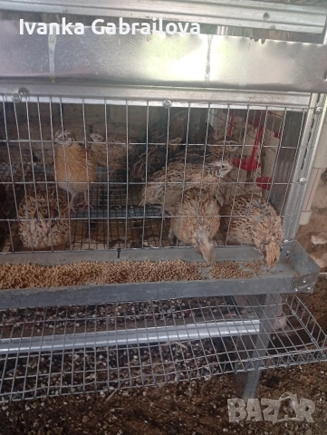 падпадъци и малки петлета