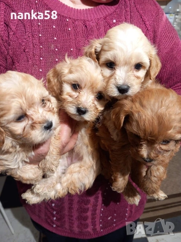 Продавам малтипу, снимка 2 - Болонка - 54323243