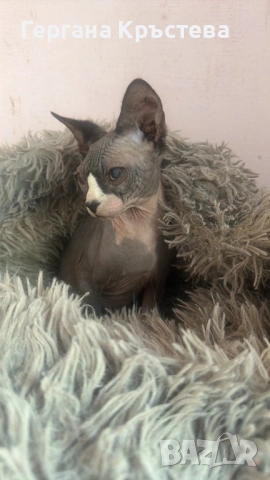 Канадски Сфинкс , снимка 2 - Сфинксове - 52597578