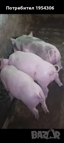 Свободни малки прасета, снимка 1