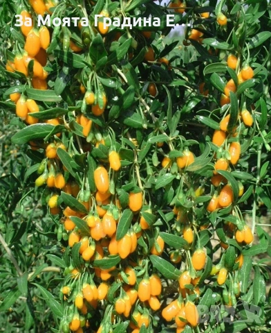 Годжи бери - Червено и жълто , снимка 6 - Градинска техника - 54020824