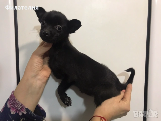 Мини ПИНЧЕР, снимка 3 - Пинчер - 53071179