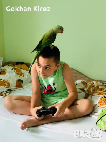 Папагали Голям Александър, снимка 1