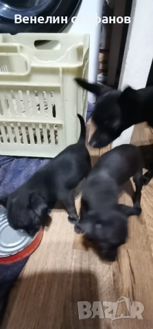 Продават се, снимка 7 - Пинчер - 52618220