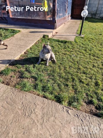 Френски булдог за разплод, снимка 12 - Френски булдог - 36332549