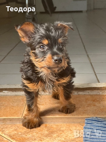 Йорки Ръсел териер , снимка 18 - Йоркширски териер - 54221299