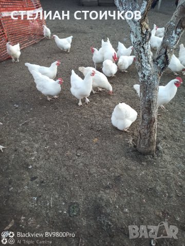 Кокошки и Яйца за люпене от бял маран , снимка 3 - други­ - 39807747