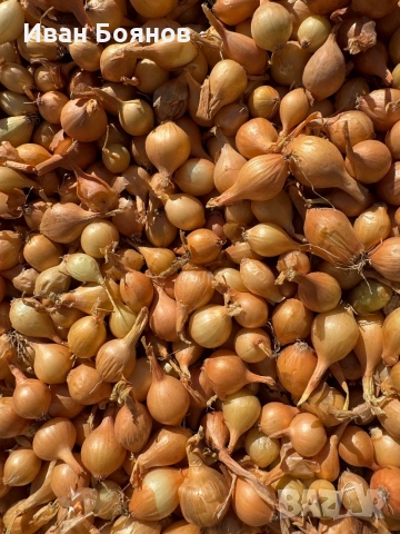 Арпаджик-сорт Щутгарт, снимка 4 - Разсади - 53973639