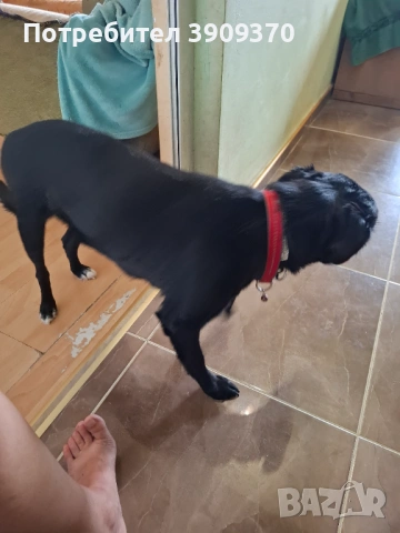 Подарява се, снимка 2 - Други - 53023492