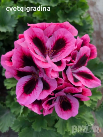Pelargonium regale Pink (Кралско мушкато розово)