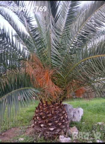 Канарска финикова палма.Семена., снимка 2 - Градински цветя и растения - 52968935