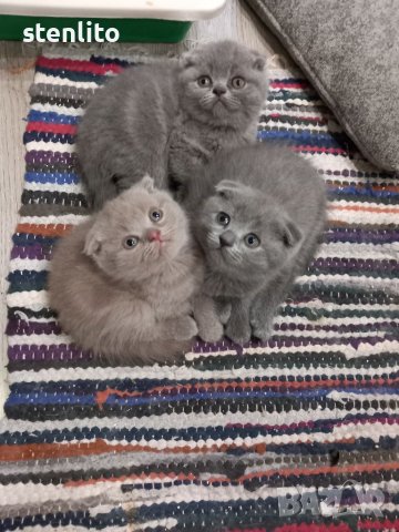 Шотландски клепоухи котенца на 2 месеца, снимка 2 - Британска късокосместа - 39100170