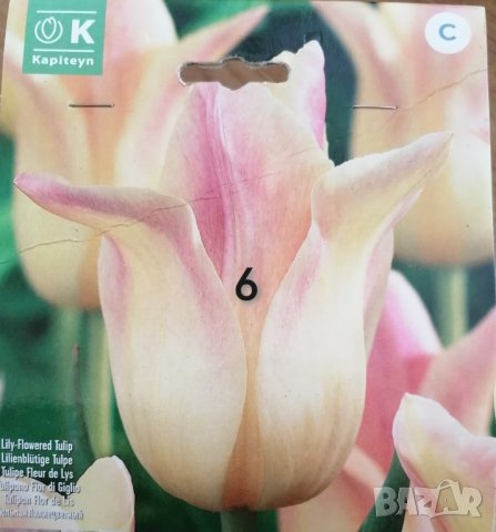 Продавам лалета, снимка 2 - Градински цветя и растения - 42664663