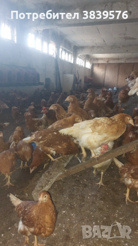 Пилета Ярки Кокошки, снимка 6 - Кокошки и пуйки - 52788402