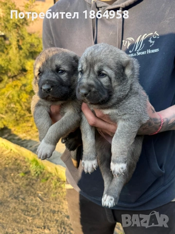 ТУРСКИ КАНГАЛ Доставка , снимка 2 - Кангал - 53997867