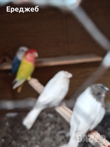 Продавам канарчета чифтчета