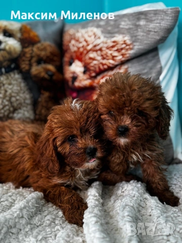 Кавапу / Cavapoo, снимка 3 - Пудели - 54338356
