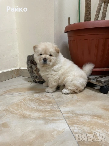 чау чау, снимка 4 - Чау Чау - 53899553