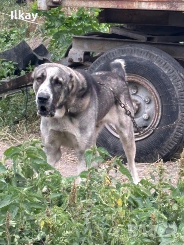 Кавказки Вълкодав