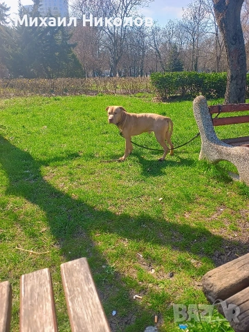 мъжки питбул за разплод, безплатно , снимка 3 - Питбул - 51800293