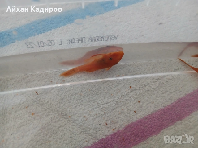 Малки анциструси супер ред къса опашка 4 -5 см 4 евро на бр. 