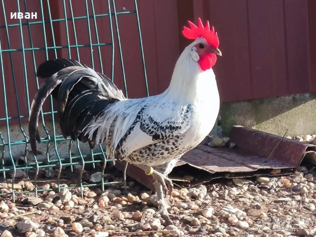 Петел Сребърно Брезе Бантам-уникално петле единствени в България 
