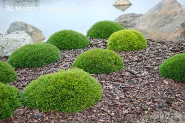 Клек - Pinus mugo pumilio