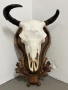 Трофей от бизон с дърворезбована поставка, снимка 7
