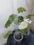 Сортово Мушкато 3 € / бр, снимка 6