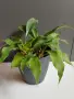 Хлорофитум Оранж Грин расад/Chlorophytum Orange Grimm, снимка 2
