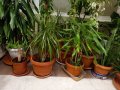 Драцена с 10 стебла, снимка 7