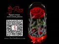 Вечна роза в ГОЛЯМА стъкленица - Оригинален подарък за жена / Уникален Подарък за Годишнина, снимка 3