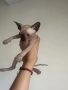 котенца канадски сфинкс женски и мъжки, снимка 6
