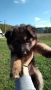 немски овчарки, снимка 5