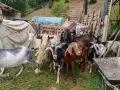 Свободни мъжки и женски, снимка 11