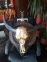 Страхотен трофей от воден австралийски бивол, снимка 4