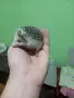 Африкански мини таралежчета , снимка 2
