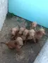 Унгарска визла- кутрета, снимка 4