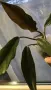 Philodendron Caramel , снимка 2