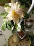 Адениум - Пустинна роза, снимка 5
