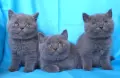 Чистокръвни Британски късокосмести котенца, снимка 1
