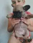 Френски булдог  ., снимка 4