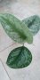 Сциндапсус Екзотика, снимка 1 - Стайни растения - 42053817