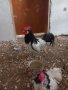 Семейство  кокошка и петел лакенфелдер, снимка 2