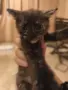 Подарявам котенца, снимка 2