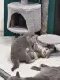 Британски късокосмести котенца, снимка 8