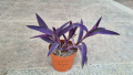 Традесканция - лилава, снимка 1 - Стайни растения - 40735664
